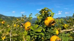 贵州遵义：桐梓刺梨顺利出口马来西亚