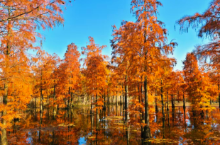 【2025打卡中国】从“百鸟天堂”池杉湖到“改革地标”小岗村 多国网红博主被滁州圈粉！