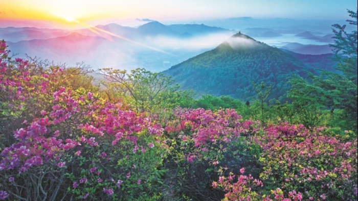 浙江宁波：高山杜鹃似锦