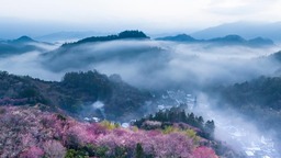 安徽黄山：莺鸣一两啭，花树数重开