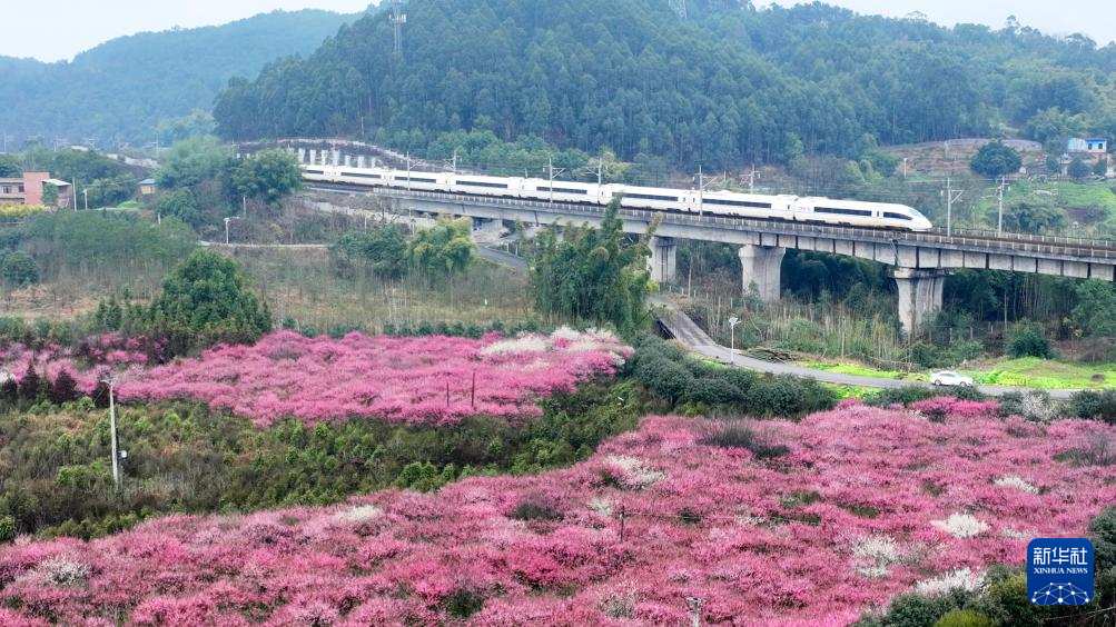安徽黄山：莺鸣一两啭，花树数重开