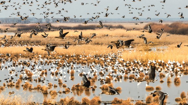 数千只“鸟类国宝”集结双鸭山宝清