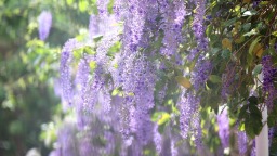 厦门：蓝花藤迎盛花期  “花瀑”绵延数十米