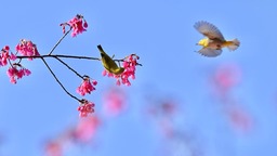 福建：相约春天赏樱花