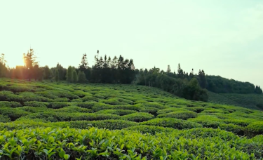 【澜湄之窗】走，去云南绿春赴一场茶香之旅！