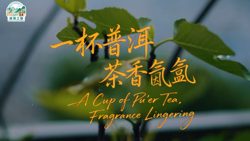 【澜湄之窗】一杯普洱 茶香氤氲_fororder_微信图片_〉〇〉」-〇〈-〇』_〈》》》〇『_【』『