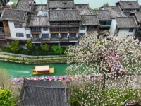 重庆黔江：泡桐花开 古镇如画