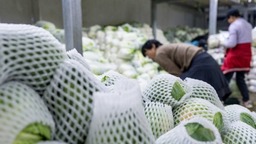 云南通海：中老铁路助力蔬菜外销