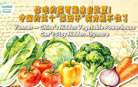 【从云南出发】你吃的菜可能来自这里！中国的这个“菜园子”实力藏不住了_fororder_99d784d3-56ed-41da-b80b-84019ca94c18