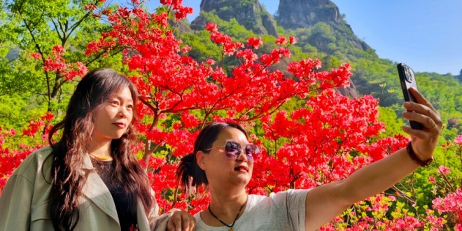 河南汝阳：杜鹃花开西泰山