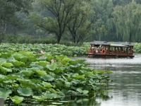北京圆明园：映日荷花别样红
