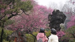 杭州：灵峰探梅