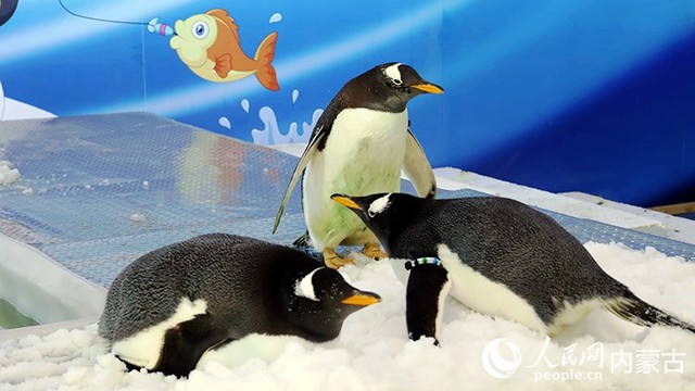 相约“中国冷极” 感受冰雪盛宴 相约“中国冷极” 感受冰雪盛宴