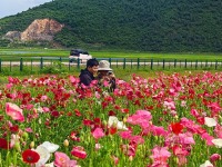 在云南香格里拉纳帕海，邂逅冰岛虞美人花海