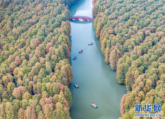 江苏兴化：水上森林冬景醉人