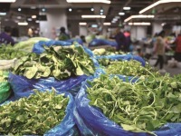 浙江嘉兴：春菜尝“鲜”正当时