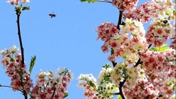 辽宁：“东方神树” 花开四色