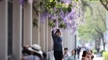厦门：蓝花藤迎盛花期  “花瀑”绵延数十米