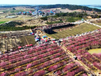 湖北孝昌：千亩梅园竞芬芳