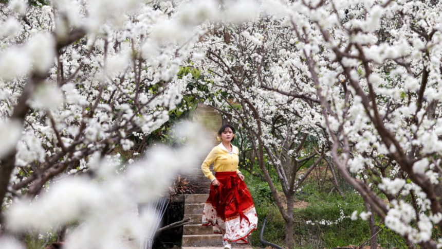 重庆：三峡李花迎客来 巫山曲尺春意浓