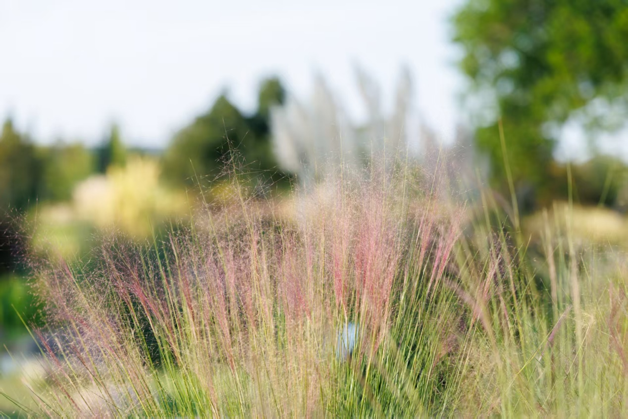 上海辰山植物园里观赏草铺陈出绚丽秋景_fororder_图片50