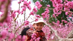 甘肃敦煌：鸣沙山下桃花俏