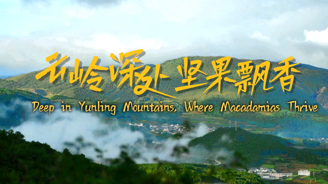 【从云南出发】云岭深处 坚果飘香_fororder_6162a4a4-218e-4c75-9090-a64d28a5aaa1