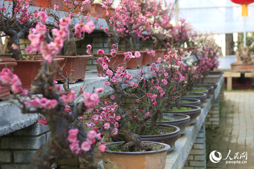 河南鄢陵：二梅花开香九州_fororder_LOCAL1770518597233MAYNRAM2U7