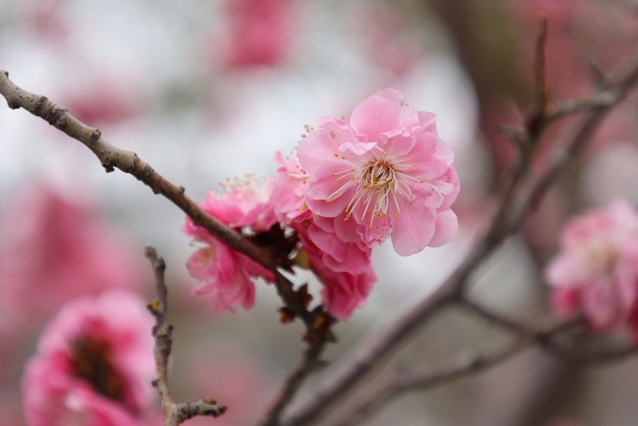 古城春色入画来_fororder_654234_700x700