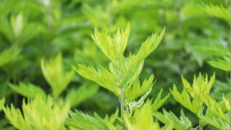 河南南阳：“一花一草”绘就乡村振兴新图景