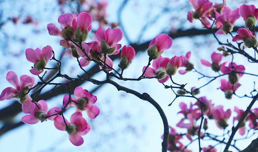 平顶山市鲁山县:辛夷花开报春来 如诗如画醉游人_fororder_2