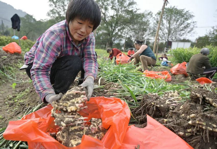 信阳市新县:小黄姜喜获丰收 信阳市新县:小黄姜喜获丰收_fororder_将采摘的小黄姜装进袋子里(焦汉平 摄)