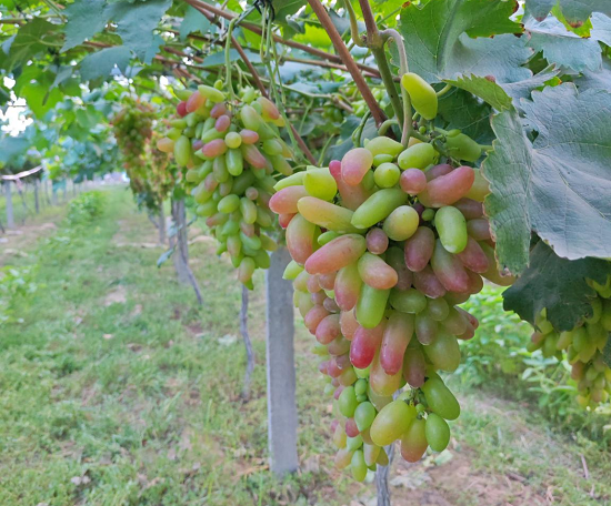 开封杞县：“小葡萄”串起致富“金豆豆”_fororder_图片1