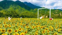 洛阳市栾川县陶湾镇西沟村：油葵花开引客来 农旅融合促振兴
