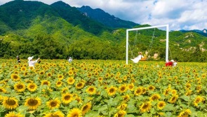 洛阳市栾川县陶湾镇西沟村：油葵花开引客来 农旅融合促振兴