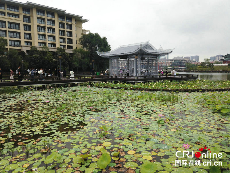 雨后荷风引客来 “汴梁八景”之“金池夜雨”再现开封_fororder_2