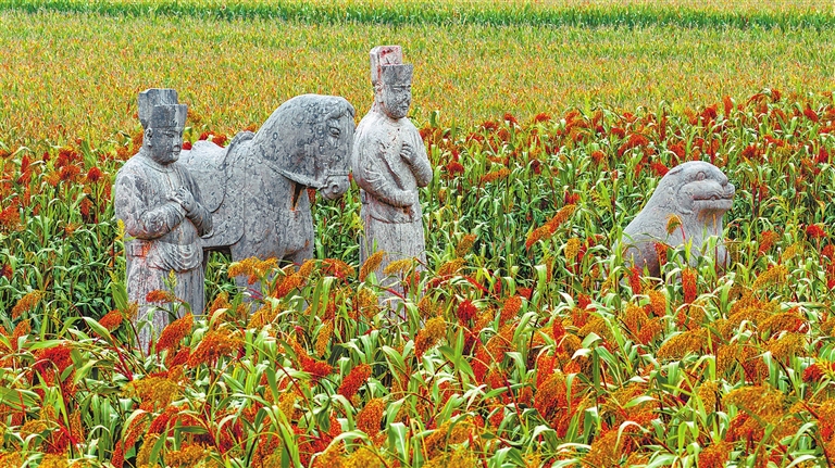 从宋陵到只有河南·戏剧幻城 中原大地上的两块高粱田