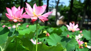 信阳市新县：七月荷风起 满塘夏意浓