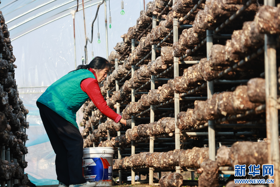 河南全力保障春节市场供应_fororder_20260118b4aa675bd877434f803f3e7f58fb1c8d_20260118ce226cb05acc4b439fa22a22b3405601