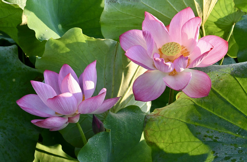 信阳市新县荷花正值盛花期 夏意满塘生机盎然