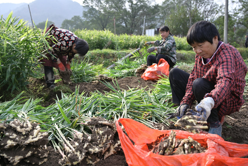 信阳市新县:小黄姜喜获丰收 信阳市新县:小黄姜喜获丰收_fororder_村民正在采收小黄姜(焦汉平 摄)