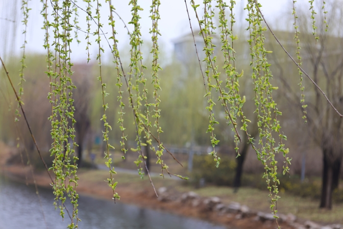 古城春色入画来_fororder_654228_700x700