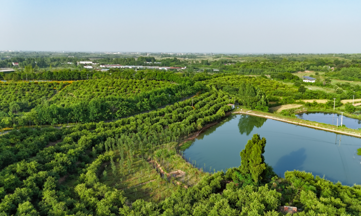 习近平总书记关切事丨让油茶树变成百姓“摇钱树”——把地方特色产业做优做强之三