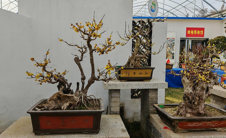 金梅映雪 香约鄢陵 第十二届中国·鄢陵蜡梅梅花文化节开幕_fororder_4