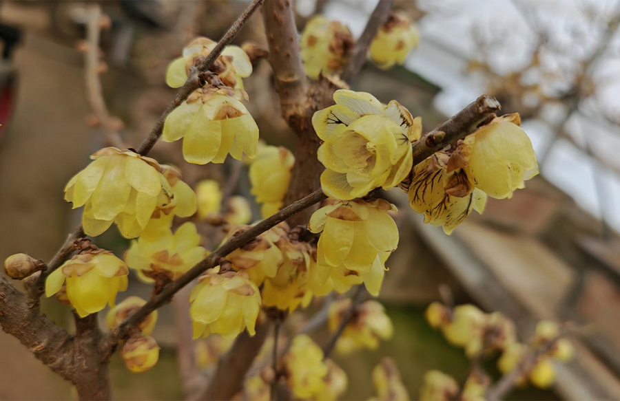 金梅映雪 香约鄢陵 第十二届中国·鄢陵蜡梅梅花文化节开幕_fororder_2