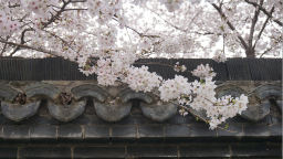 许昌鄢陵：樱花树下油菜黄 春色层叠醉游人