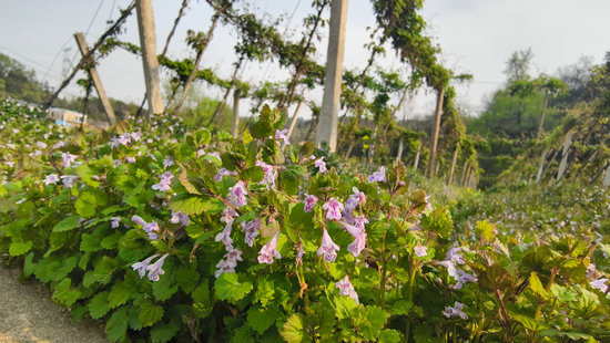 信阳市新县：盘活林下资源 “种”出致富新路_fororder_金钱草花（王丹 摄）.JPG