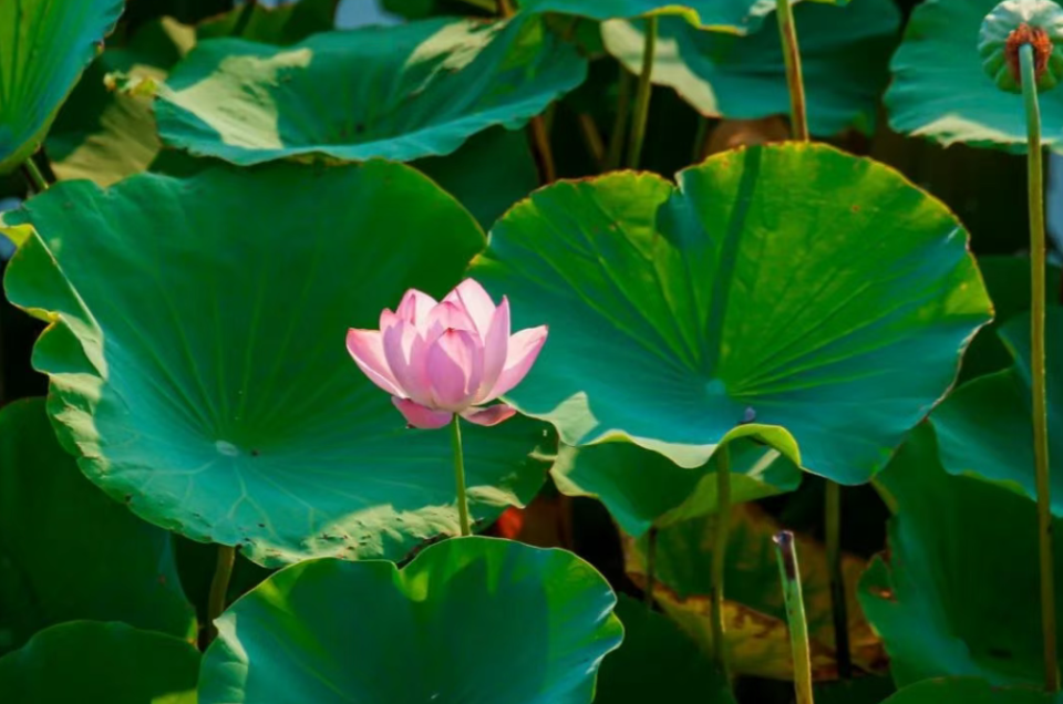打造“荷美经济” 来周口解锁夏日“荷颜悦色”