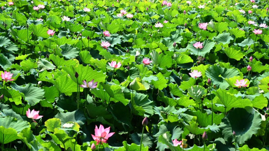 信阳市新县：七月荷风起 满塘夏意浓