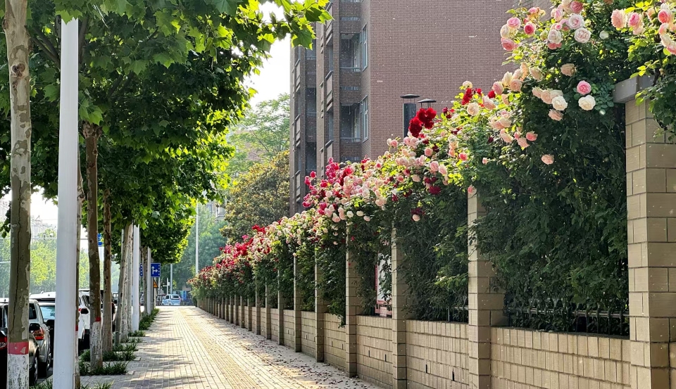 安阳市着力打造“推窗见彩、出门入画”绿色景观